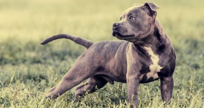 Researchers discover new gene defect that affects muzzle length in dogs